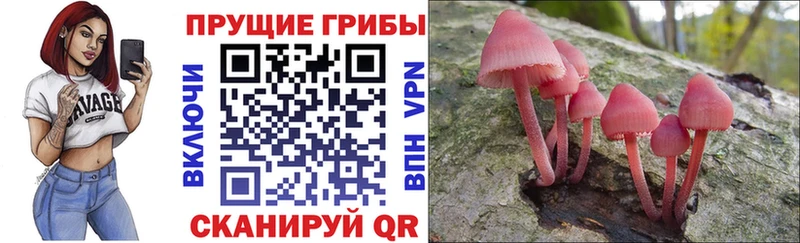 Купить закладки  Тимашёвск  Галлюциногенные грибы мицелий 